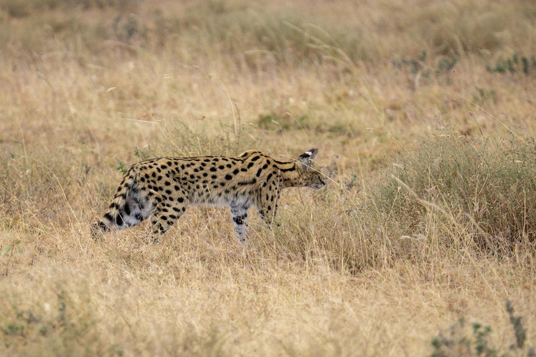 Tanzânia: Safári de 7 dias com acampamento no Serengeti e NgorongoroTanzânia: Safari de 7 dias com acampamento no Serengeti e Ngorongoro