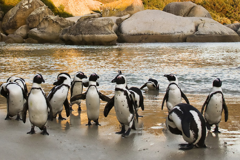 Table Mountain, Penguins & Cape of good hope full day Tour Private Tour for your group