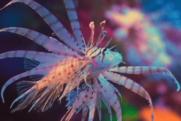 Shanghai : Les merveilles marines de l&#039;aquarium océanique de Shanghai