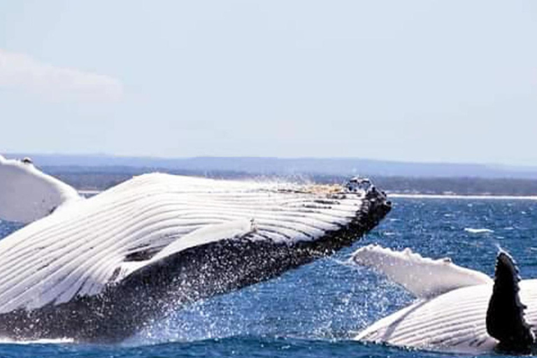 Dikwella & Hiriketiya to Mirissa Whale Watching Day Tour