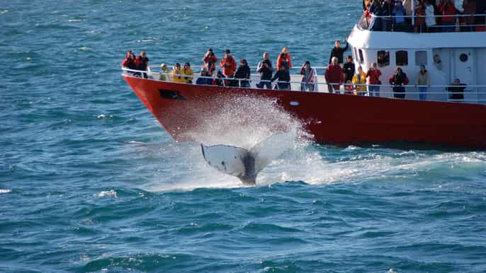 from reykjavik golden circle and whale watching tour