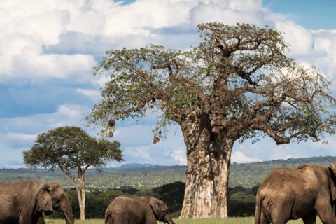 Arusha: 5-Day Great Migration Calving season Safari