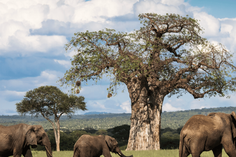 Arusha: 5-Day Great Migration Calving season Safari