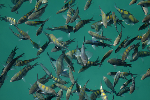 Croisière d'une demi-journée en goélette et plongée en apnée dans la baie de Paraty