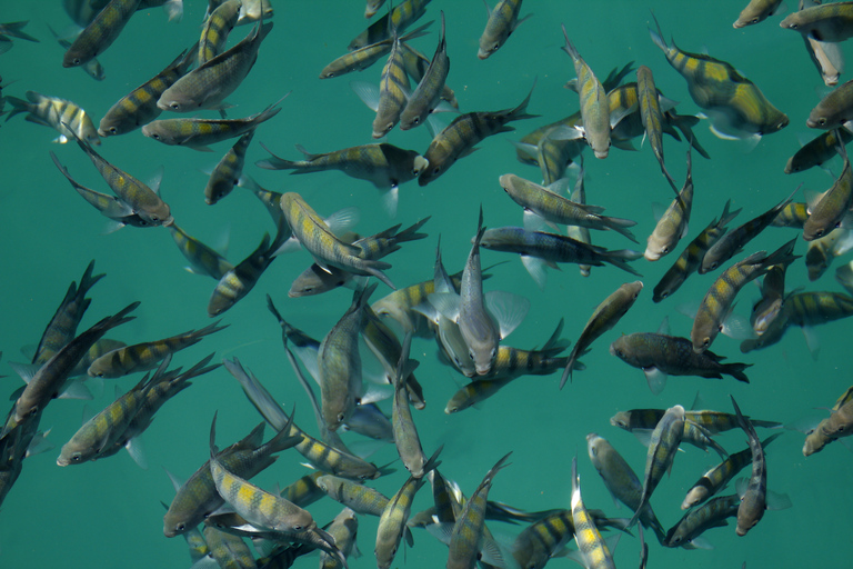 Croisière d'une demi-journée en goélette et plongée en apnée dans la baie de Paraty