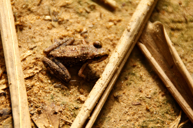 Full-Day Rainforest Hike to Beautiful Secluded Sono Beach