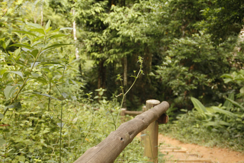 Full-Day Rainforest Hike to Beautiful Secluded Sono Beach