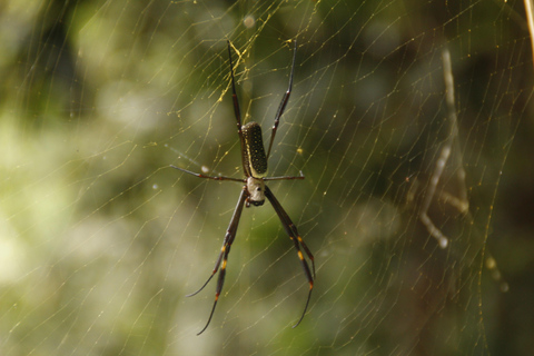 Full-Day Rainforest Hike to Beautiful Secluded Sono Beach