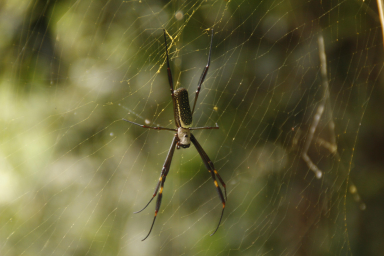 Full-Day Rainforest Hike to Beautiful Secluded Sono Beach