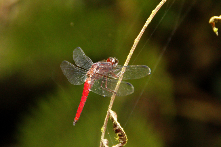 Full-Day Rainforest Hike to Beautiful Secluded Sono Beach
