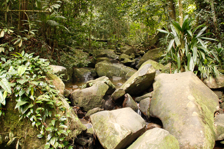 Full-Day Rainforest Hike to Beautiful Secluded Sono Beach