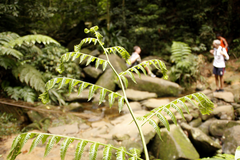 Full-Day Rainforest Hike to Beautiful Secluded Sono Beach