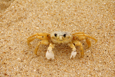 Full-Day Rainforest Hike to Beautiful Secluded Sono Beach