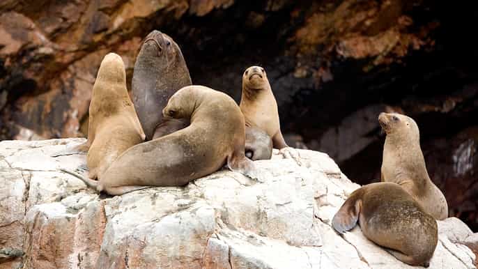 desde san martín puerto 2 horas ballestas y paracas
