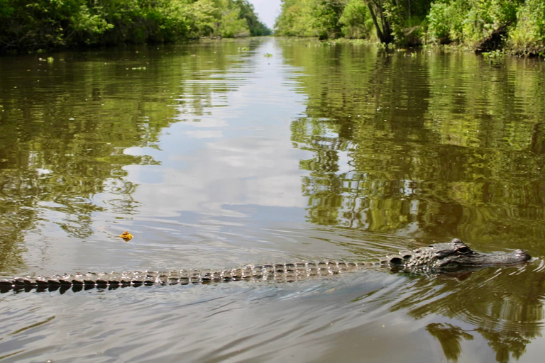 New Orleans: 6 Passenger Premium Airboat Swamp Tour Self-Drive to Meeting Point