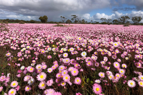 من بيرث: جولة استكشافية ليوم كامل للزهور البرية مع وجبة غداء