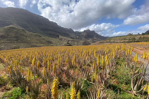 Gran Canaria Peaks in Minibus: Firgas, Teror, Aloe Vera tour Spanish - Picos de Gran Canaria Tour by Minibus