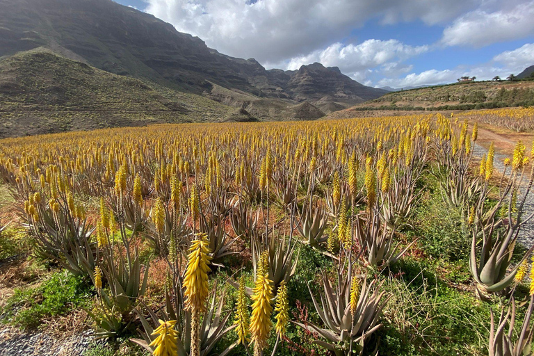 Gran Canaria Peaks in Minibus: Firgas, Teror, Aloe Vera tour Spanish - Picos de Gran Canaria Tour by Minibus
