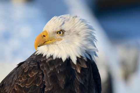 De Jackson: Grand Teton & Yellowstone 2 jours 1 nuit