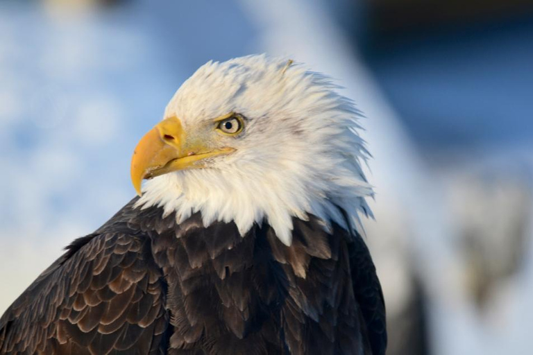 De Jackson: Grand Teton & Yellowstone 2 jours 1 nuit