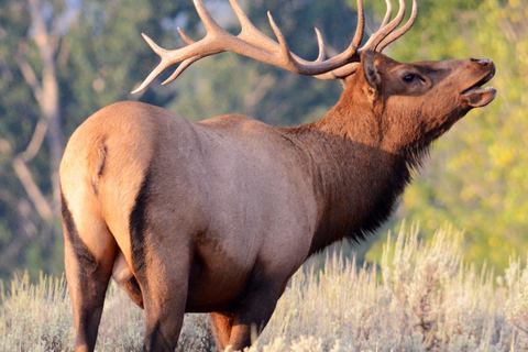 Od Jackson: Grand Teton i Yellowstone 2-dniowa 1-nocna wycieczka