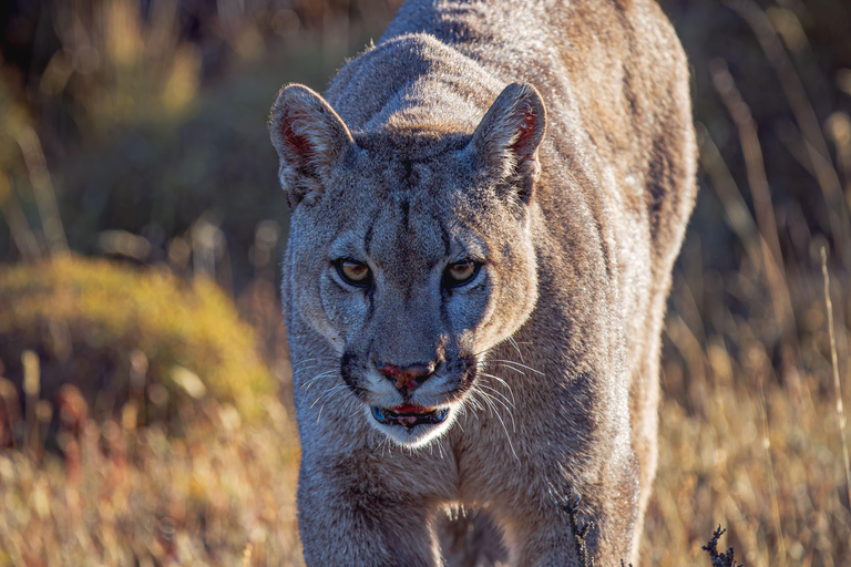 Puma Tracking (Puma spotting) - Torres del Paine Puma Tracking (Puma Sighting) - Torres del Paine