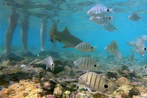 Salt Pans & Lemon Sharks Experience