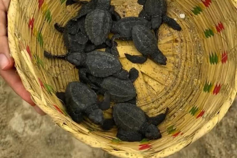 Puerto Escondido: Unforgettable Turtle Release Experience