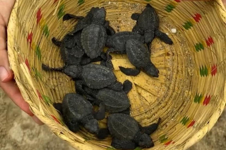 Puerto Escondido: Unforgettable Turtle Release Experience