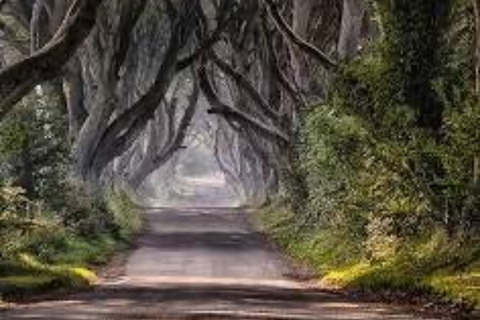 From Belfast: Giant's Causeway and Dark Hedges Day Tour