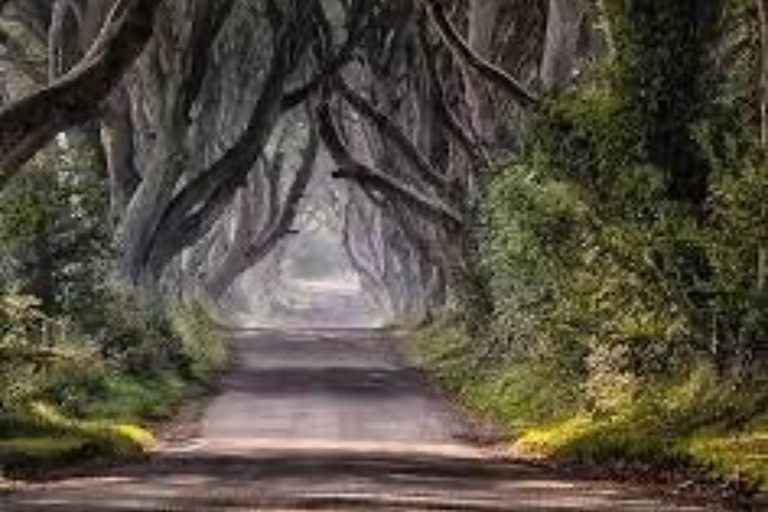 From Belfast: Giant's Causeway and Dark Hedges Day Tour