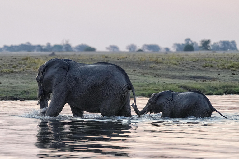 Chobe Safari from Victoria Falls: Game Drive & Cruise