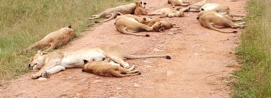 Safari de nuit à Tsavo East depuis Diani Beach