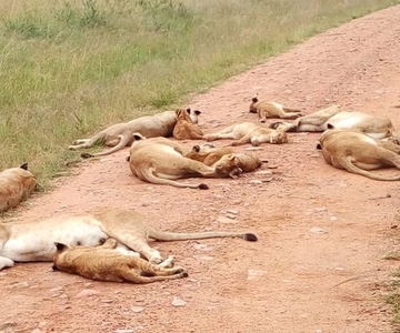 Overnight Safari to Tsavo East From Diani Beach