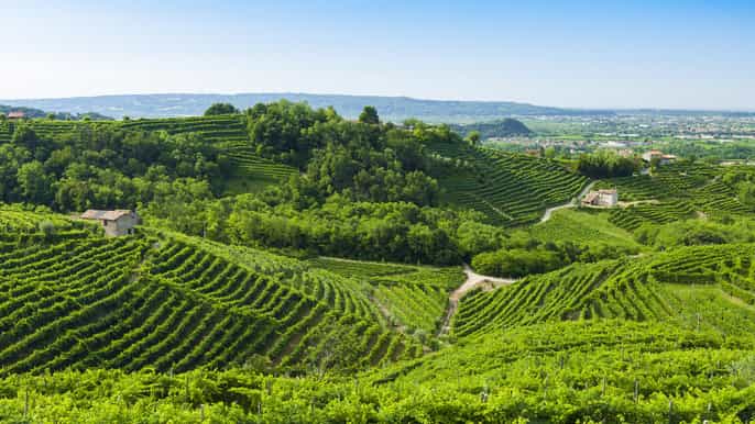 prosecco wine tasting tour from venice