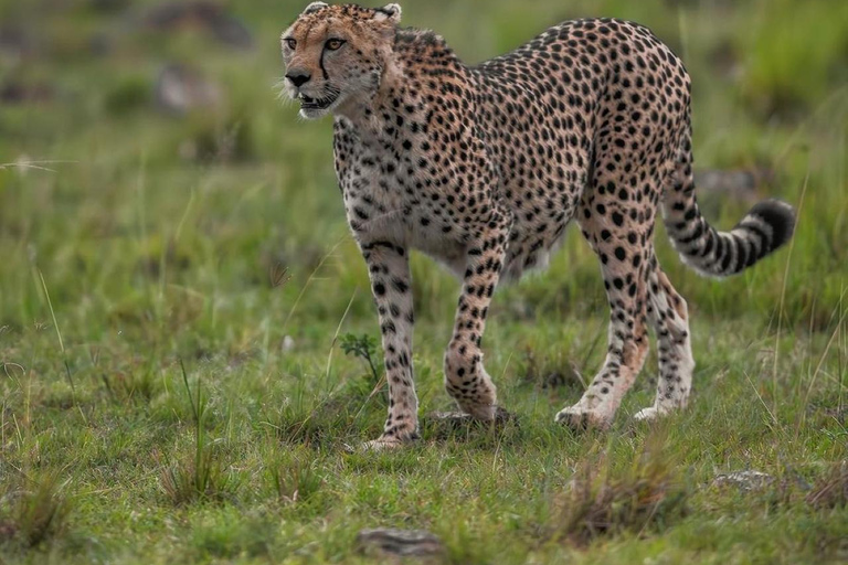 Park Narodowy Nairobi - półdniowa/całodniowa przejażdżka po parku