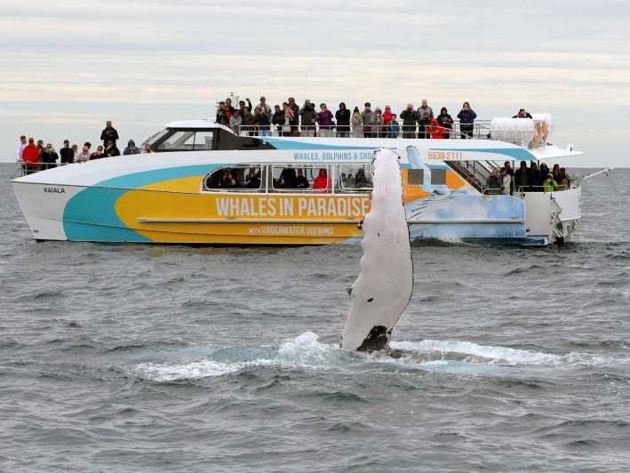 From Surfers Paradise: Gold Coast Half-Day Whale Watching