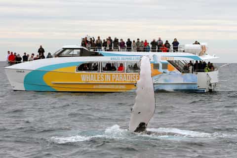 halfday deluxe whale watching gold coast