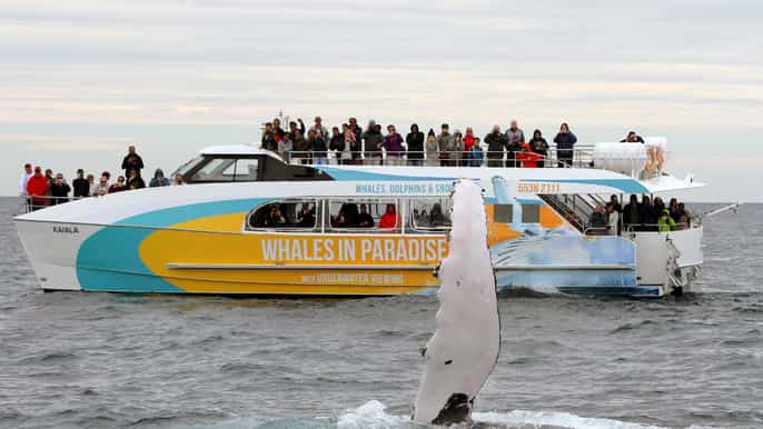 halfday deluxe whale watching gold coast