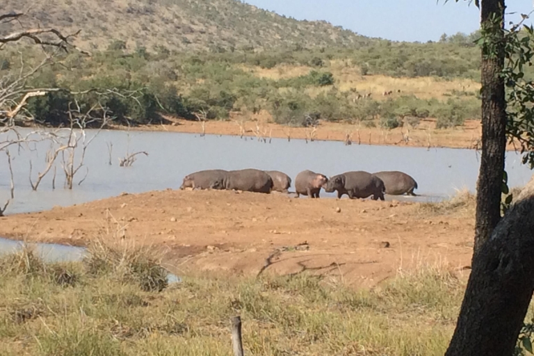 Johannesburg: Pilanesberg National Park Safari met lunchGesloten voertuigsafari met lunch