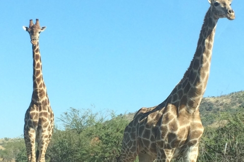 Johannesburg: Safari w Parku Narodowym Pilanesberg z lunchemOpen Vehicle Safari z lunchem w Pilanesberg Center