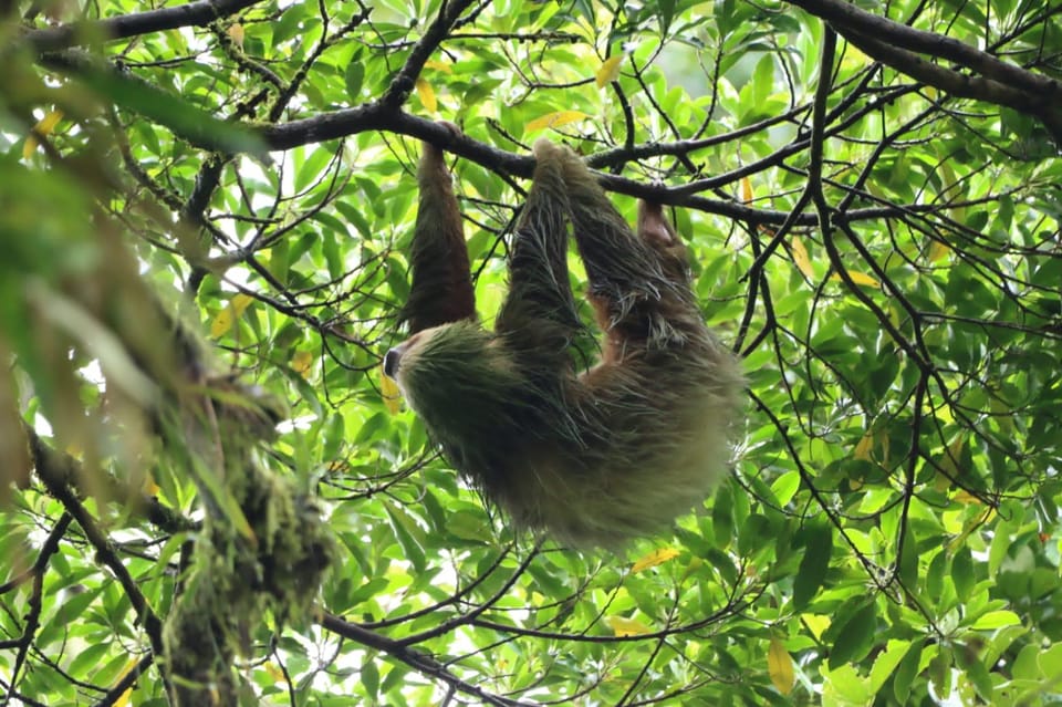 Arenal Volcano: Sloth Tour & Cultural Tour | GetYourGuide
