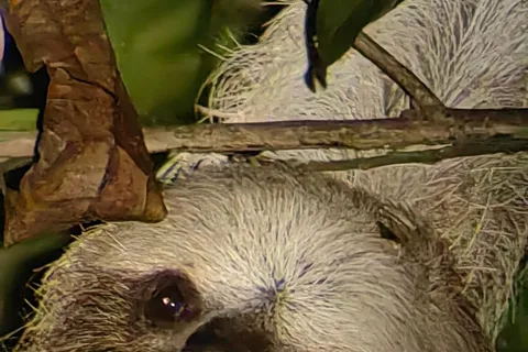 Tortuguero: Guidad promenad på natten i den tropiska skogen