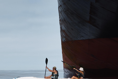 Cape Town: Dolphin & Ocean Wildlife Kayaking Adventure ⚓️