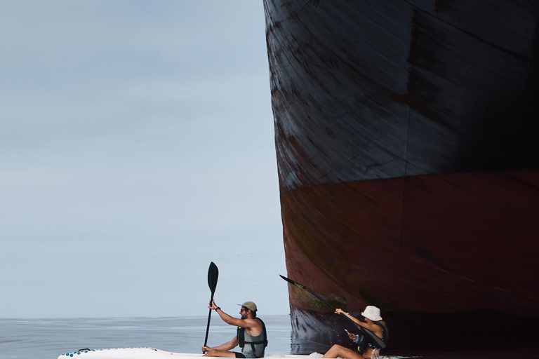 Cape Town: Dolphin & Ocean Wildlife Kayaking Adventure ⚓️