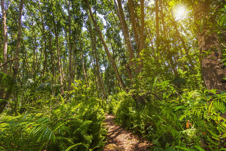 Zanzibar : Forêt de Jozani, promenade dans la nature et visite de la faune et de la flore