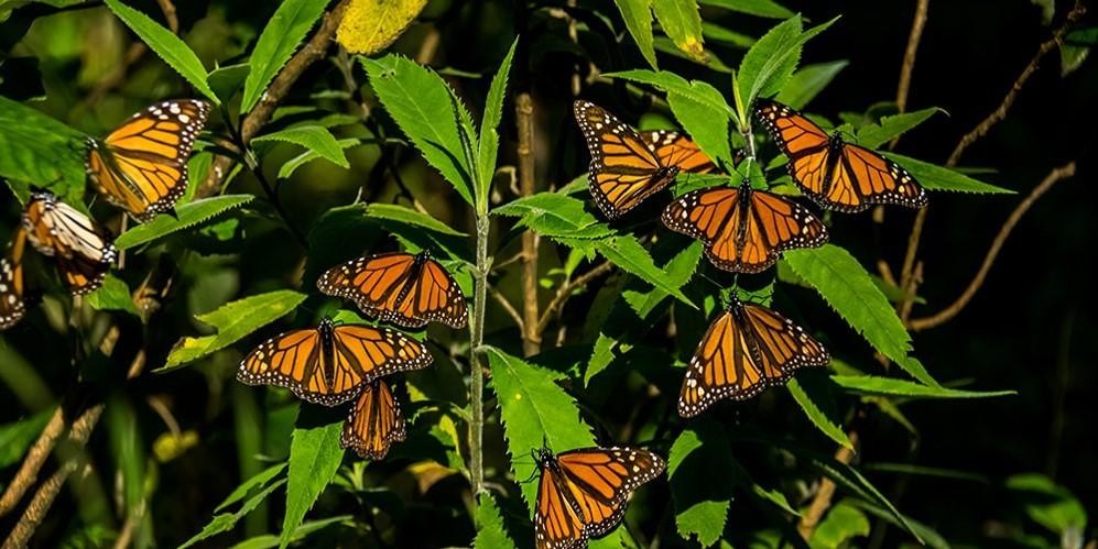 mariposa monarca tour cdmx
