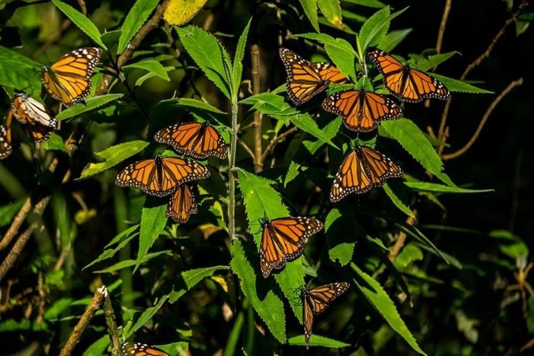 Visite du sanctuaire des papillons monarques