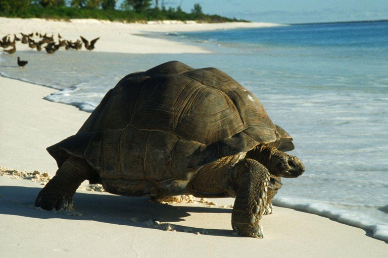 Zanzibar: Tandem Clear Kayak Tour at Prison Island