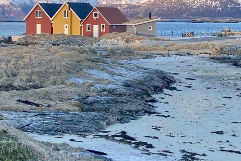 Tromsø: Arctic Fjords Tour. Sommerøya and Kvaløya with Lunch